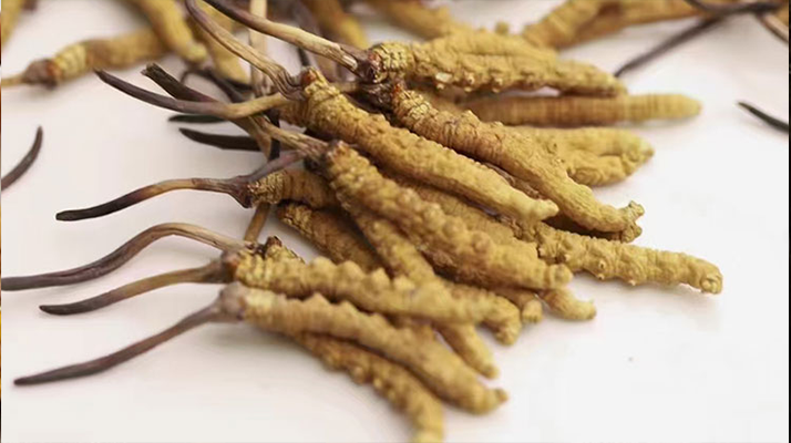 水溫決定營(yíng)養(yǎng)！冬蟲(chóng)夏草鮮草泡水溫度全解析?