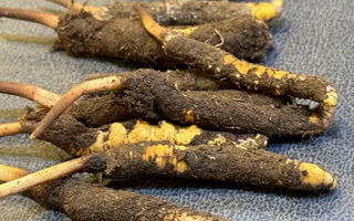 冬蟲夏草鮮草怎么吃？科學(xué)用量指南