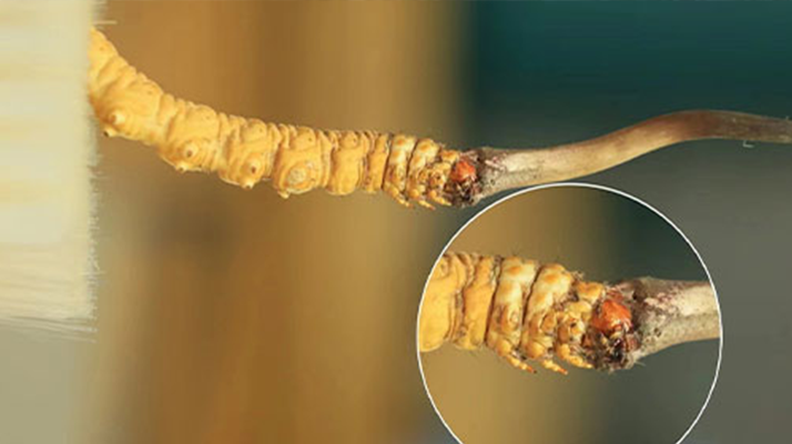 哪里能買到新鮮的冬蟲夏草？這幾個渠道要知道