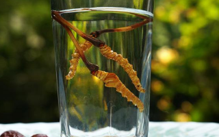 鮮冬蟲夏草怎么泡好吃？這些配方讓滋補(bǔ)更有滋味