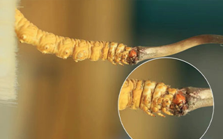 哪里能買到新鮮的冬蟲夏草？這幾個渠道要知道