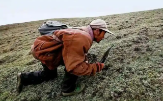 西藏冬蟲夏草最大產(chǎn)地：那曲，自然饋贈(zèng)的珍寶之地