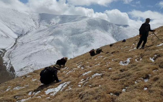 采挖新鮮冬蟲夏草合法嗎？