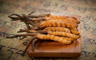 冬蟲夏草新鮮價(jià)格探秘：每克多少錢？