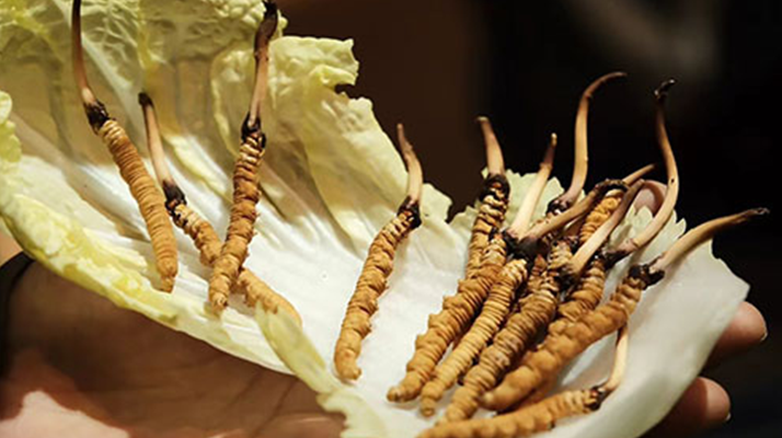 冬蟲夏草：干草與鮮草的終極對比，哪種更適合你？