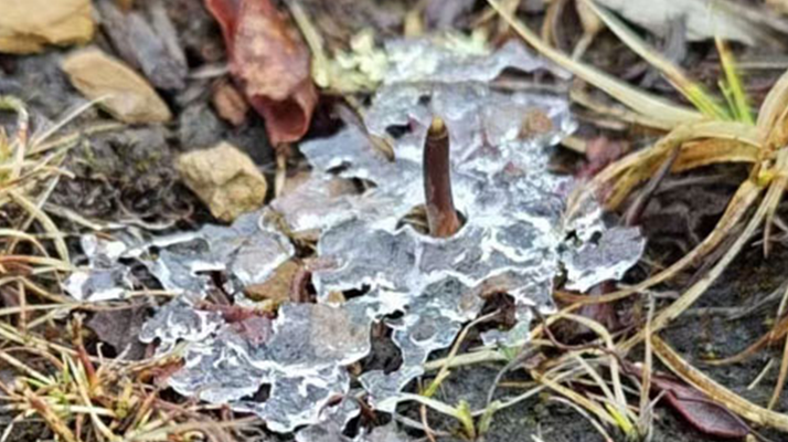 冬蟲夏草可以鮮的吃嗎