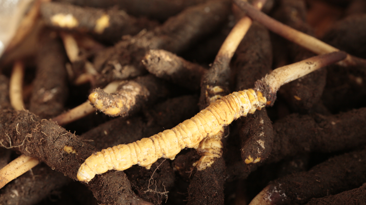 吃鮮冬蟲夏草會便秘嗎？