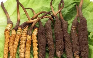 到哪里買新鮮的冬蟲夏草？三步辨真?zhèn)危拇笄腊残馁?> </div>
            <div   id=