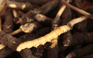 吃鮮冬蟲夏草會便秘嗎？科學解讀蟲草與腸道健康的微妙關系