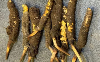 冬蟲(chóng)夏草鮮草的功效與美味做法