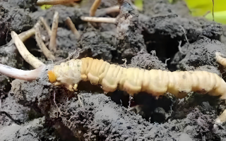 新鮮冬蟲夏草鑒別指南：輕松辨別真?zhèn)蝺?yōu)劣