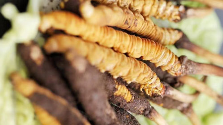 鮮冬蟲夏草適合哪些人？一文讀懂適用人群與禁忌