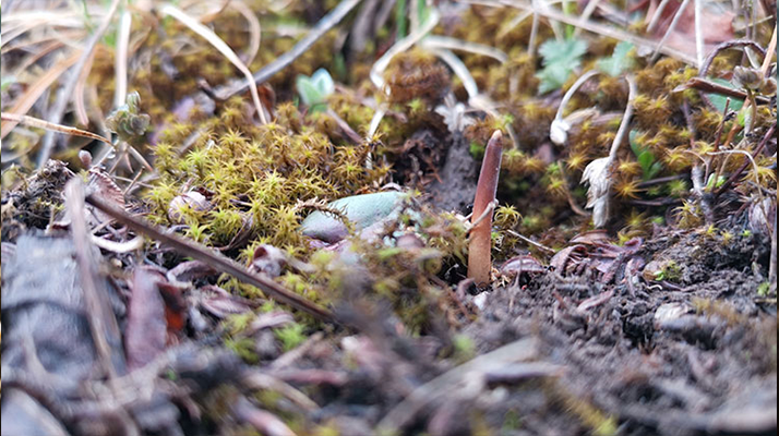 鮮冬蟲夏草辨別全攻略：識(shí)破真假，挑選優(yōu)質(zhì)好蟲草? ? ? ?