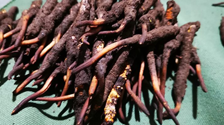 鮮冬蟲夏草可以泡水喝嗎？深度解析其飲用之道