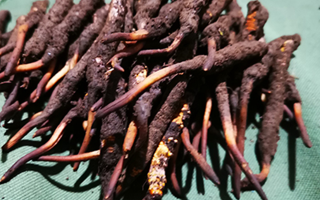 鮮冬蟲夏草可以泡水喝嗎？深度解析其飲用之道