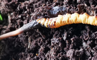 新鮮冬蟲(chóng)夏草價(jià)格解析