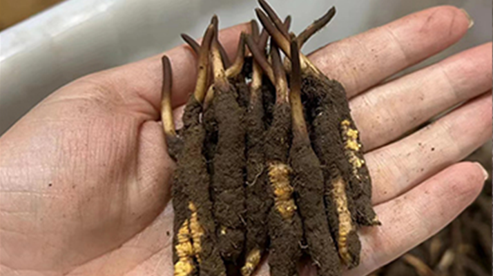 鎖住鮮蟲(chóng)草的珍貴：科學(xué)存放指南