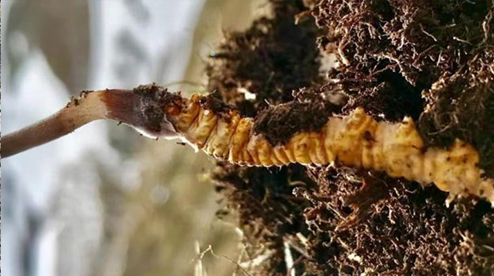 新鮮冬蟲夏草能生吃嗎？揭秘健康食用真相