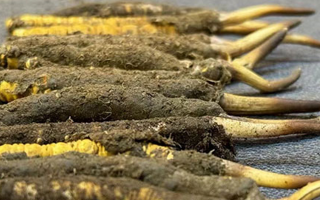 新鮮冬蟲(chóng)夏草吃幾克好？科學(xué)用量指南