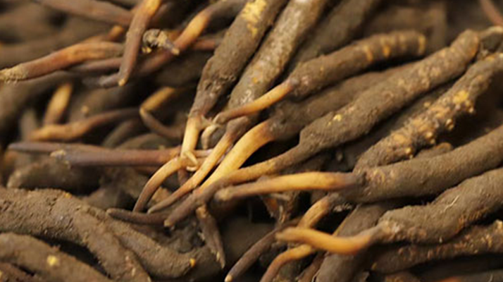 如何挑選<a href=http://m.ynrhw.com/xinxian/ target=_blank class=infotextkey>新<a href=http://m.ynrhw.com/xinxian/ target=_blank class=infotextkey>鮮冬蟲夏草</a></a>？掌握這幾個關(guān)鍵技巧