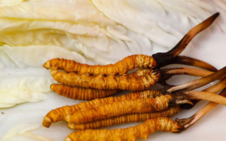 一克鮮草，千金之珍：探秘 1 克新鮮冬蟲夏草