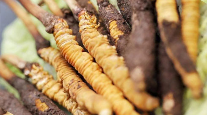 冬蟲(chóng)夏草：干品與鮮品，誰(shuí)更勝一籌？