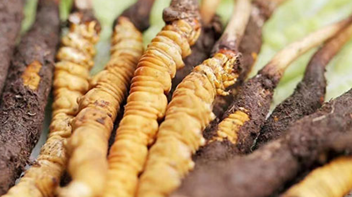 冬蟲(chóng)夏草：曬干食用還是鮮食更優(yōu)？