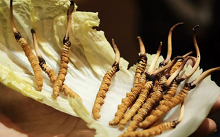 冬蟲夏草：鮮草與干草誰(shuí)更勝一籌？