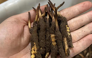 冬蟲(chóng)夏草頭期鮮草的采挖時(shí)間