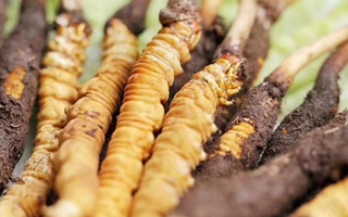 冬蟲(chóng)夏草：曬干食用還是鮮食更優(yōu)？