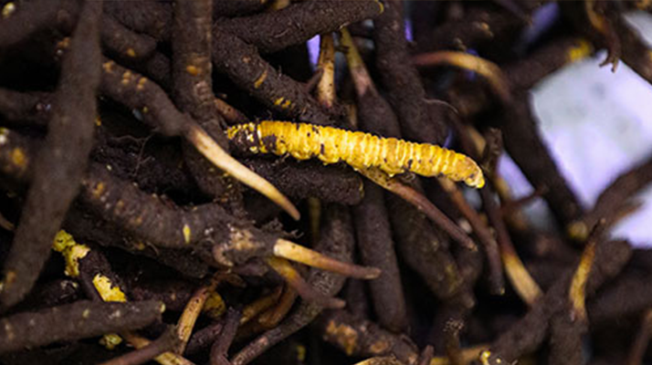 干鮮草<a href=http://m.ynrhw.com/jiage/ target=_blank class=infotextkey>冬蟲夏草價(jià)格</a>揭秘