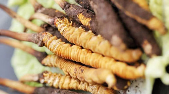 冬蟲夏草鮮草可以生吃嗎？一文解讀食用真相