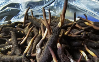 冬蟲夏草鮮草能不能泡酒？科學(xué)解析與實用指南