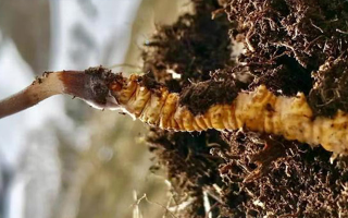 冬蟲夏草的多樣吃法，解鎖滋補新體驗