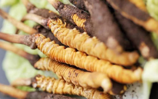 冬蟲夏草鮮草可以生吃嗎？一文解讀食用真相