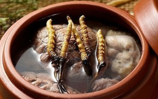 鮮冬蟲夏草吃多會上火嗎？一文解析真相