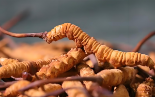 老人可以喝冬蟲夏草嗎？一文讀懂