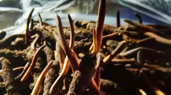 新鮮冬蟲夏草保存全攻略：鎖住營養(yǎng)，延長鮮味