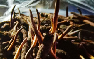 新鮮冬蟲(chóng)夏草保存全攻略：鎖住營(yíng)養(yǎng)，延長(zhǎng)鮮味