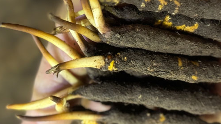 冬蟲(chóng)夏草泡水喝，一次泡幾根最合適？