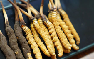 好冬蟲夏草多少錢一斤？價(jià)格全解析