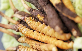 冰凍新鮮冬蟲(chóng)夏草能吃嗎？