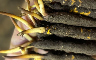 冬蟲(chóng)夏草泡水喝，一次泡幾根最合適？