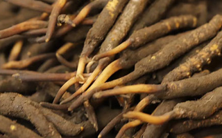 冬蟲夏草可以提高男性功能嗎？科學(xué)解析來了