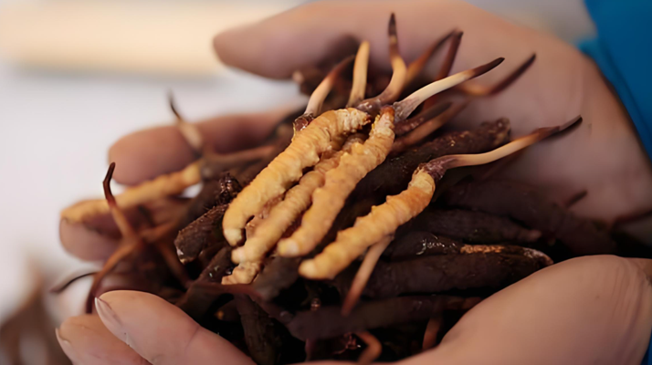 冬蟲夏草干鮮草的多樣吃法，解鎖滋補新方式? ? ? ?