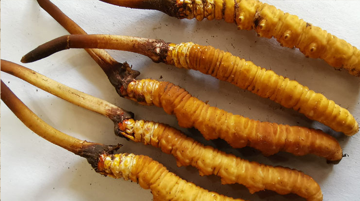 冬蟲夏草鮮草價格多少？揭秘其背后的定價密碼