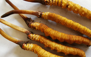 冬蟲夏草鮮草價格多少？揭秘其背后的定價密碼