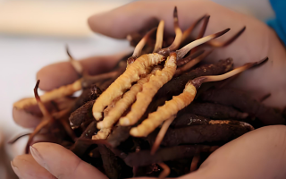 冬蟲夏草鮮草幾月份采挖？產(chǎn)地與時節(jié)的奧秘