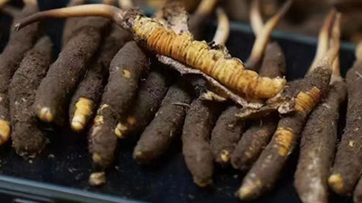 藏地鮮草與冬蟲(chóng)夏草的區(qū)別解析