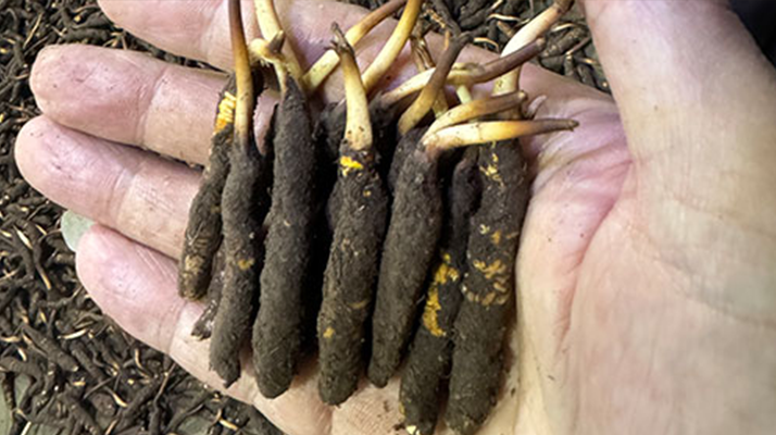 尋草之旅：踏上尋找<a href=http://m.ynrhw.com/xinxian/ target=_blank class=infotextkey>新<a href=http://m.ynrhw.com/xinxian/ target=_blank class=infotextkey>鮮冬蟲夏草</a></a>的征程